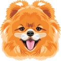 Portrait of a cute Pomeranian dog