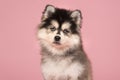 Portrait of a cute pomsky puppy with blue eyes looking at the ca