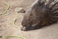 Portrait of a cute porcupine, close up