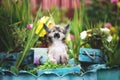 Portrait of cute powderpuff chinese crested dog sitting in the flowerbed. Image of funny fluffy puppy