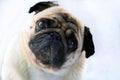 Portrait of a cute pug dog with big sad eyes and a questioning look on a white background