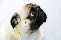 Portrait of a cute pug dog with big sad eyes and a questioning look on a white background Royalty Free Stock Photo