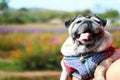 A cute pug dog Long tongue fat dog Healthy dogs in a good mood on a day of travel. Selectable focus