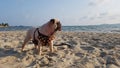 Portrait of cute Pug dog on the beach Royalty Free Stock Photo