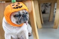 Portrait of cute pug dog wearing halloween hat with tongue sticking out