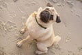 Portrait of cute pug sitting on beach Royalty Free Stock Photo