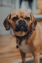 Portrait of a cute puggle dog at home, selective focus, looking to the side