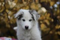 Yakut Laika on the background of autumn leaves