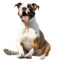 Portrait of a cute puppy boxer dog smiling on white background - isolated - full body