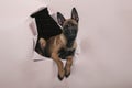 Portrait of cute puppy of breed malinois comes out of a hole in the paper wall .Free space for text