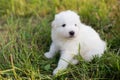 Portrait of cute puppy breed maremmano abruzzese sheepdog sitting in the grass in summer. White fluffy maremma puppy Royalty Free Stock Photo