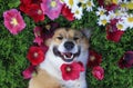 cute puppy Corgi dog lying in the lush grass among the beautiful flowers and smiling pretty on a warm summer day Royalty Free Stock Photo