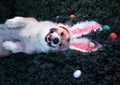 Portrait of a cute puppy dog Corgi lying in the green grass in the pink ears surrounded by colorful Easter eggs and pretty smiles