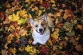 Portrait of a cute puppy dog red Corgi sitting in the autumn Park on the grass on the background of bright fallen colorful maple