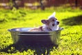 Portrait of a cute puppy dog red Corgi washing in a metal trough outside in foam and soap shiny bubbles in a Sunny hot summer