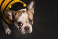 Portrait of cute puppy of french bulldog dog wearing bee costume Royalty Free Stock Photo