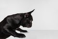 Portrait of cute puppy, French Bulldog leaning and attentively looking at table isolated over white background Royalty Free Stock Photo