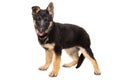 Portrait of a cute puppy German Shepherd Royalty Free Stock Photo