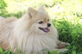 Portrait of a cute puppy on the grass.White Dog German Pomeranian spitz guards its prey.