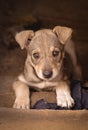 Portrait of a cute puppy homeless dog look at the camera