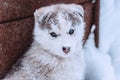 portrait of a cute husky, funny dog with snow on the nose Royalty Free Stock Photo