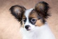 Portrait of a cute puppy Papillon