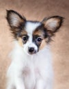 Portrait of a cute puppy Papillon