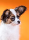 Portrait of a cute puppy Papillon Royalty Free Stock Photo