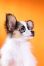 Portrait of a cute puppy Papillon Royalty Free Stock Photo