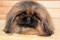 Cute puppy pekingese dog