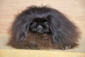 Cute puppy pekingese dog