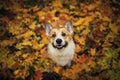 Portrait of a cute puppy of a red dog Corgi standing in the autumn Park against the background of colorful bright maple leaves and