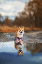 Portrait of cute puppy red dog Corgi stands on the road in rubber boots in a puddle and is reflected in it in the autumn Sunny