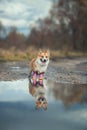 Portrait of cute puppy red dog Corgi stands on the road in rubber boots by a puddle and is reflected in it in the autumn Sunny