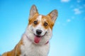 Portrait cute puppy welsh corgi dog against the blue sky, smiling, looking fun at the camera Royalty Free Stock Photo