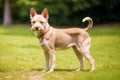 Portrait of a Cute puppy of the Yorkshire Terrier dog standing on the green grass in the park. Generative AI Royalty Free Stock Photo