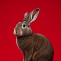 Portrait of a Cute Rabbit in Garden, Generative Ai