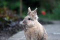 Portrait of cute rabbit with off-standing hair