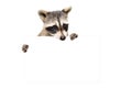 Portrait of a cute raccoon with banner