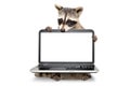 Portrait of a cute raccoon sitting with laptop