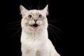 Portrait of a ragdoll cat screaming on a black background Royalty Free Stock Photo