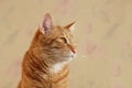 Portrait of Cute Red Cat Royalty Free Stock Photo