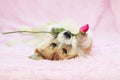 Portrait of cute red dog puppy Corgi lying on fluffy pink plaid with festive rose flower in teeth Royalty Free Stock Photo