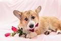 portrait of cute red dog puppy Corgi lying on fluffy pink plaid with rose flowers