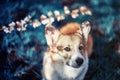 Portrait of a cute red dog puppy Corgi sits in the may garden with branches of cherry blossoms