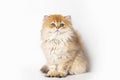 Portrait cute red ginger furry kitten on white background. kitty looking at camera. Concept pets Royalty Free Stock Photo
