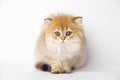 Portrait cute red ginger furry kitten on white background. kitty looking at camera. Concept pets Royalty Free Stock Photo