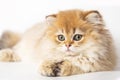 Portrait cute red ginger furry kitten on white background. kitty looking at camera. Concept pets Royalty Free Stock Photo