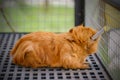 Portrait of cute red guinea pig. Close up. Royalty Free Stock Photo