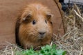 Portrait of cute red guinea pig Royalty Free Stock Photo